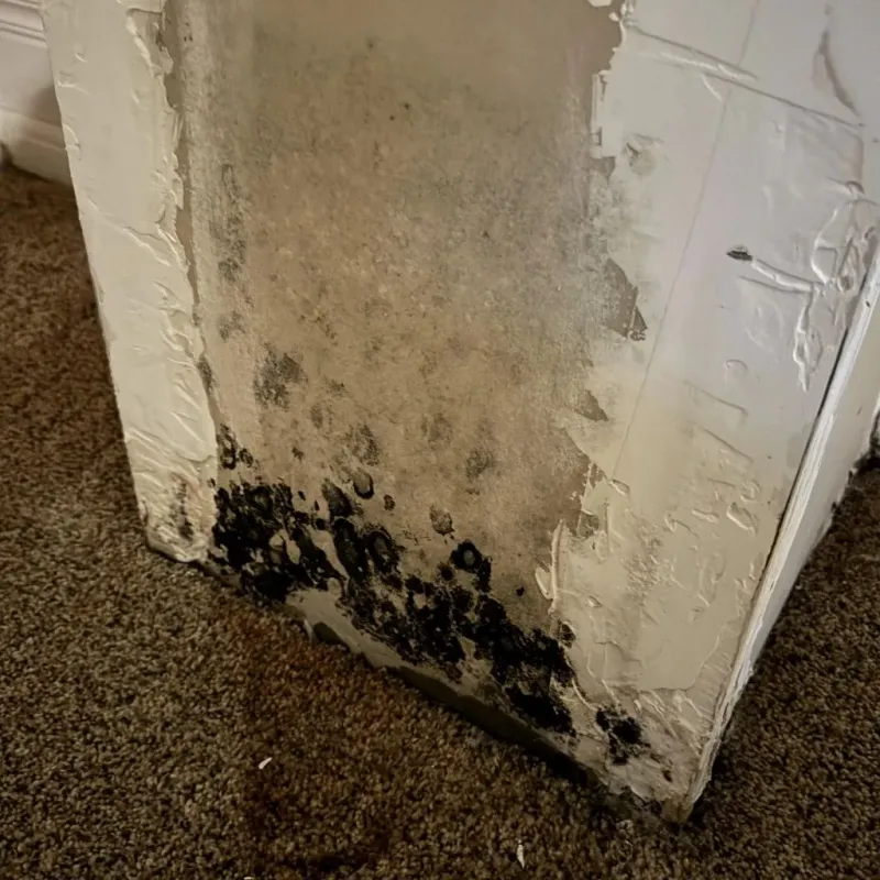 Professional Mold Removal in Union County, SC